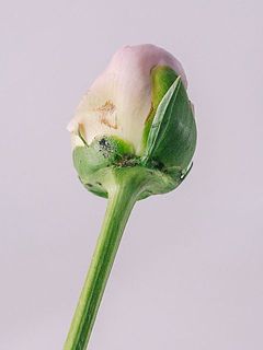 蜜の分泌や蒸散が多いため、湿りやすく、葉裏や茎、首元に斑点がみられることがあります。気になる場合は拭き取ってください。