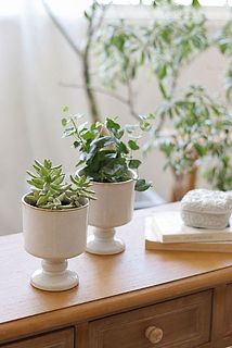 観葉植物との合わせて飾っても◎
