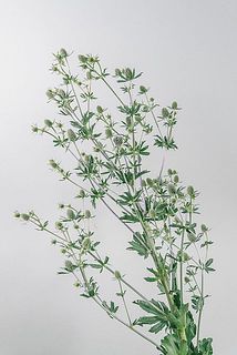 花付き、ボリュームには個体差があります。