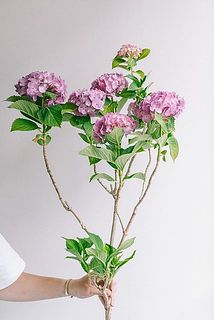 枝分かれしている大きなサイズの紫陽花を1本お届けします。