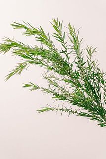 ふわふわの花がついていない場合も