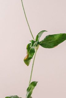 一部、葉が茶色く変色している場合がございます。