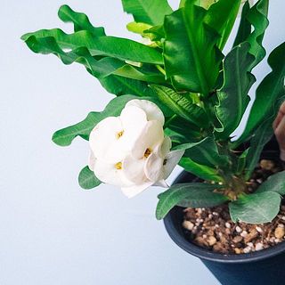 花が変色してしているものがあります。気になる場合は優しく取り除いてあげましょう。