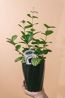 お届け一例　蕾の付きには個体差があります。