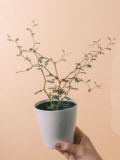 お届け一例