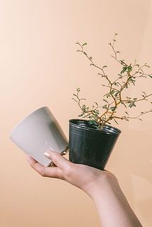 白ポットの中に黒い柔らかいポットが入っています。