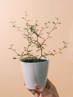 お届け一例