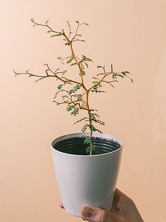 枝ぶりには個体差があります
