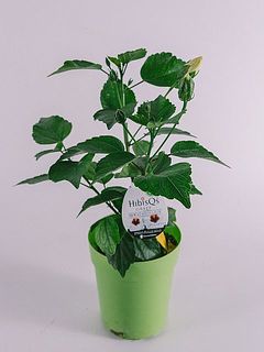 開花状況には個体差があります。