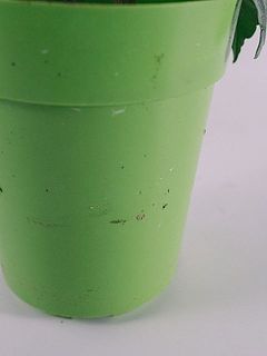 鉢に汚れが残っている場合もございます。