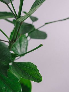 蕾が落ちた枝もあります。