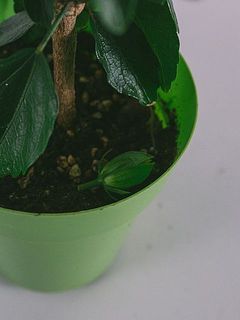 配送中に蕾が落ちてしまう可能性もあります。