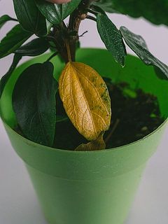 下葉は変色している場合も。