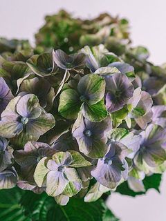 花色には個体差があります。