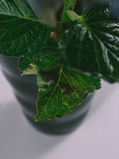 下葉は傷や変色がある可能性も。ご了承ください。