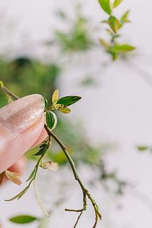 一部、葉が黄色く変色している場合がございます。