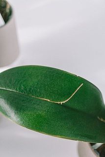 一部、葉に傷がある場合がございます。