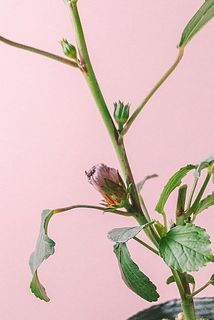 お花や実がついているかも？！