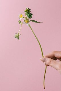 お花のみや葉のものも含まれます。