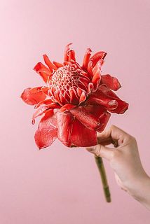 大きさや形には個体朝がございます。