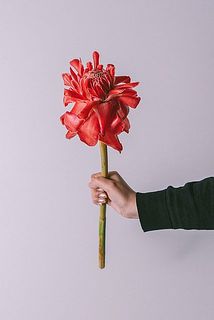 松明のような花姿🔥