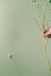 配送中の揺れで茎が折れてしまう場合がございます。