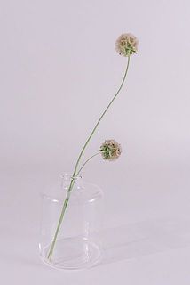 折れてしまったものは一輪挿しなどに活けてみて。