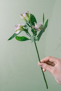 花付きには個体差がございます。