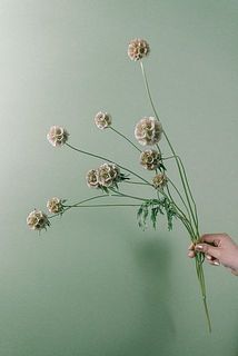 花付きには個体差がございます。