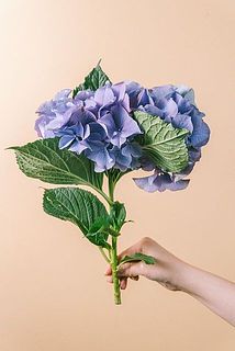 花の形や長さには個体差がございます。