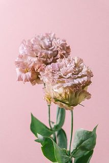 花付きには個体差があります。