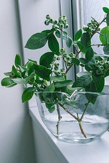 窓辺に飾るのもおすすめ。