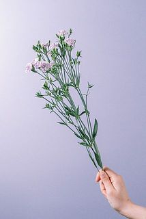 花付きには個体差がございます。