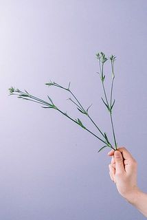 切り分けてお届けするため、短いものが入る場合がございます。