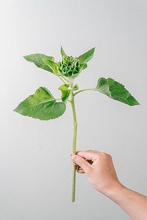 珍しい蕾のグリーン