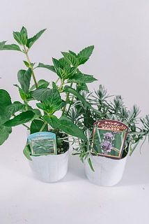 品種はおまかせになります。