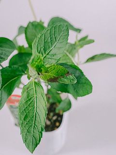 一部、葉が茶色く変色している場合がございます。気になる方はお取りください。