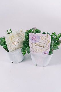 品種はおまかせになります。