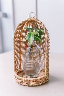 水耕栽培のグリーンも相性◎