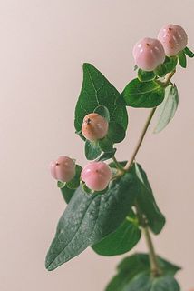 一部、実が茶色く変色している場合がございます。