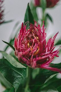 花のサイズには個体差がございます。