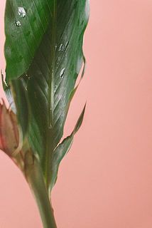 一部、葉が傷ついている場合がございます。