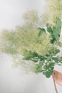 大きさやボリュームには個体差がございます。