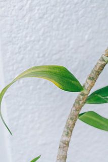 特性上、葉の一部が黄色く変色している場合がございます。