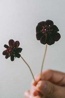 花の大きさには個体差がございます。
