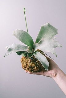 手乗りサイズが可愛い✨