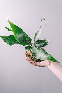 品種はおまかせになります。