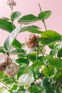 一部、花が茶色く変色している場合がございます。