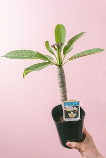 品種はおまかせになります。