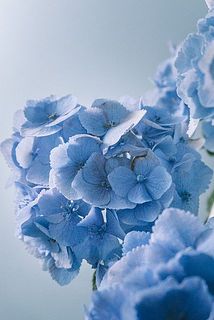 花びらの一部が茶色く変色している場合がございます。